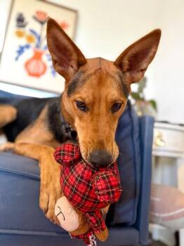 German Shepherd Dog and Shepherd Dogs Available for Adoption - Becca Boo Loves Bigger Than Her EARS! | PetCurious