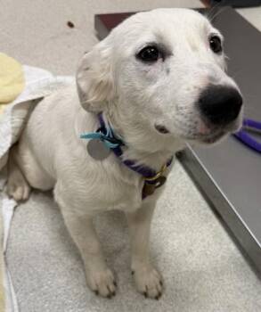 Terrier and Mixed Breed Dogs Available for Adoption - Fluffy | PetCurious