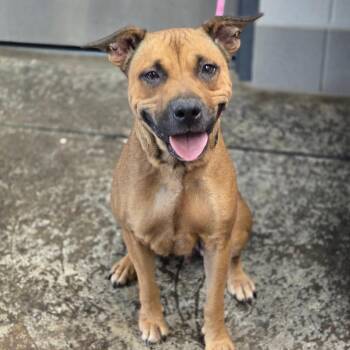 Siren -  Catahoula Leopard Dog and Mixed Breed Dog for Adoption in Enid, Oklahoma - Siren | PetCurious