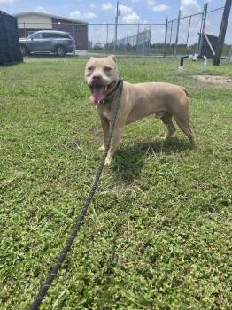 Rescue Mixed Breed Dogs for Adoption in Scott, Louisiana - Max | PetCurious