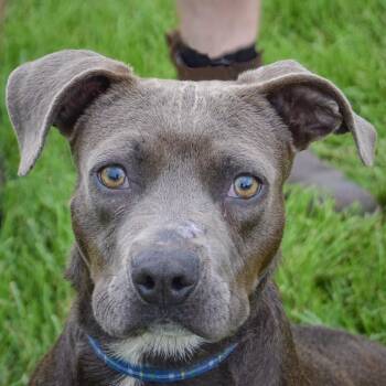 Blue Jean -  Boxer and American Staffordshire Terrier Dog for Adoption in Huntley, Illinois - Blue Jean | PetCurious