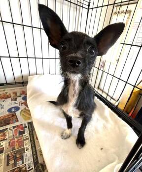 Olive -  Chihuahua Dog for Adoption in Canutillo, Texas - Olive | PetCurious