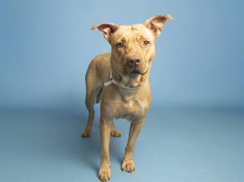 SHARPAY -  Shar Pei Dog for Adoption in Phoenix, Arizona - SHARPAY | PetCurious