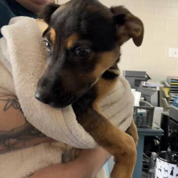 Mixed Breed Dogs Available for Adoption in Walker, Michigan - Harley | PetCurious