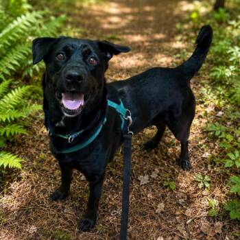 Fern -  Rottweiler and Mixed Breed Dog for Adoption in Conway, New Hampshire - Fern | PetCurious
