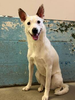 Mixed Breed Dogs Available for Adoption in Olean, New York - Selene | PetCurious