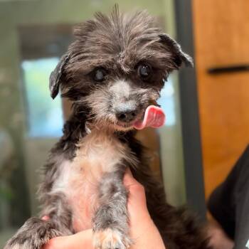 Ethel -  Yorkshire Terrier and None Dog for Adoption in Columbus, Georgia - Ethel | PetCurious