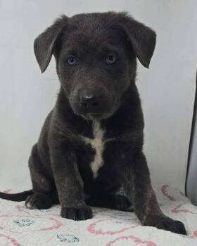 German Shepherd Dog Dogs Available for Adoption - Banner Of Speed (B Babies) | PetCurious