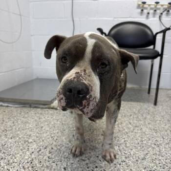 7-11 Slurpee -  American Bulldog Dog for Adoption in Hattiesburg, Mississippi - 7-11 Slurpee | PetCurious