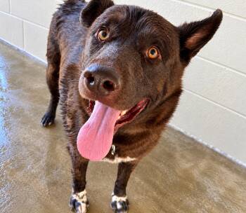 Sampson (Foster or Adopter) -  Mixed Breed and Chocolate Labrador Retriever Dog for Adoption in Wantagh, New York - Sampson (Foster Or Adopter) | PetCurious