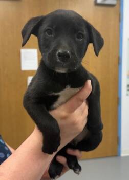Labrador Retriever Dogs Available for Adoption in Hartsville, South Carolina - Vader (Vx4) | PetCurious