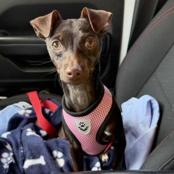 Mixed Breed Dogs Available for Adoption in Rockville, Maryland - Squeaks | PetCurious