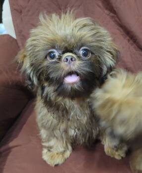 No name -  Shih Tzu Dog for Sale in Marion, Michigan - No Name | PetCurious