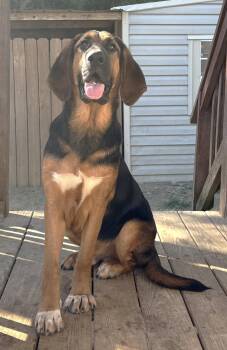 261548  Capybara -  Bloodhound and German Shepherd Dog Dog for Adoption in Wetumpka, Alabama - 261548  Capybara | PetCurious