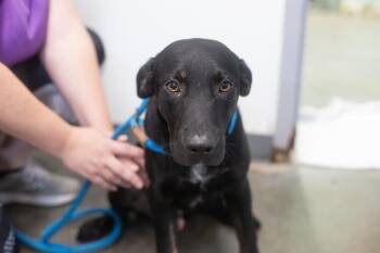 Nutty Buddy -  Labrador Retriever and Australian Cattle Dog Blue Heeler Dog for Adoption in Mountain Home, Arkansas - Nutty Buddy | PetCurious