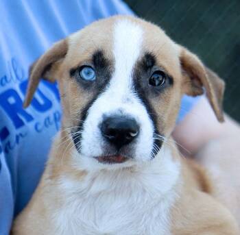 Baylor (AO37531) -  Terrier Dog for Adoption in Kansas City, Kansas - Baylor (AO37531) | PetCurious