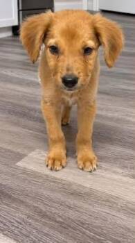 Loyal -  Labrador Retriever and Hound Dog for Adoption in Colorado Springs, Colorado - Loyal | PetCurious