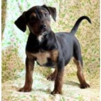 Paul -  Labrador Retriever and Mixed Breed Dog for Adoption in Wilmington, Delaware - Paul | PetCurious