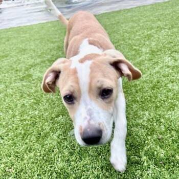 April -  Mixed Breed Dog for Adoption in Oakland, California - April | PetCurious