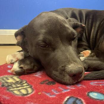 Verdi -  Pit Bull Terrier and Black Labrador Retriever Dog for Adoption in Norman, Oklahoma - Verdi | PetCurious