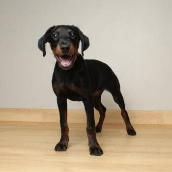 Rottweiler and Mixed Breed Dogs Available for Adoption in Minnetonka, Minnesota - Harley D68350 | PetCurious