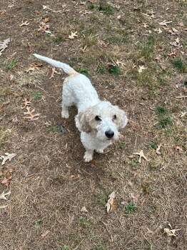Rescue Petit Basset Griffon Vendeen Dogs for Adoption in Candler, North Carolina - Ginger | PetCurious