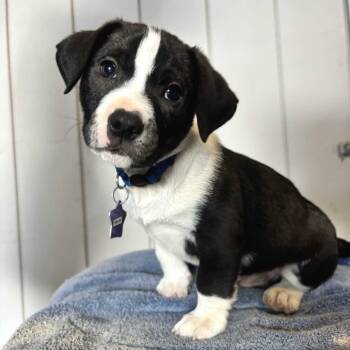 Rescue Mixed Breed Dogs for Adoption in San Francisco, California - Fields | PetCurious