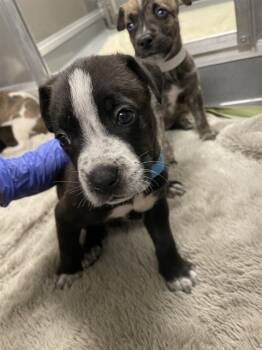 Rescue Pit Bull Terrier and Mixed Breed Dogs for Adoption in Ontario, California - BRODY- IN FOSTER | PetCurious