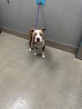 KRENSHAW -  Pit Bull Terrier Dog for Adoption in Las Vegas, Nevada - KRENSHAW | PetCurious