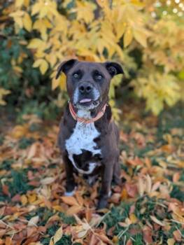 Rescue Pit Bull Terrier and Labrador Retriever Dogs for Adoption in Yakima, Washington - Buddy | PetCurious