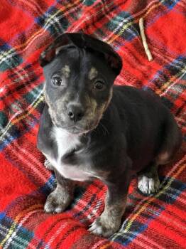 American Staffordshire Terrier Dogs Available for Adoption in Denver, Colorado - Amanda | PetCurious