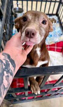 Bonny -  Chihuahua Dog for Adoption in Elkhorn, Wisconsin - Bonny | PetCurious