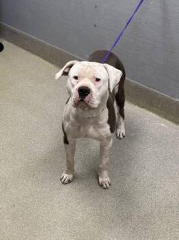 Pit Bull Terrier Dogs Available for Adoption - MELLOW | PetCurious