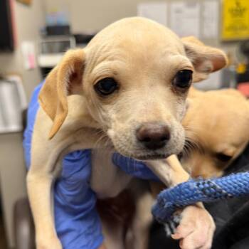 Rescue Chihuahua Dogs for Adoption in Yuma, Arizona - Waffle | PetCurious
