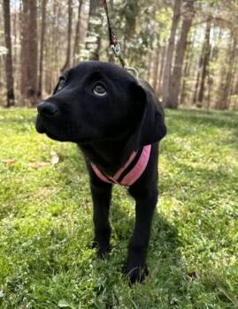 Labrador Retriever Dogs Available for Adoption - Babe Harper | PetCurious