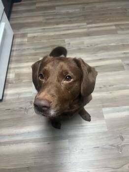 Chocolate Labrador Retriever and Mixed Breed Dogs Available for Adoption - Doobie | PetCurious