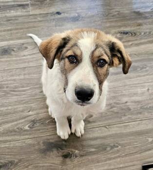 Great Pyrenees and Australian Shepherd Dogs Available for Adoption - Bear | PetCurious
