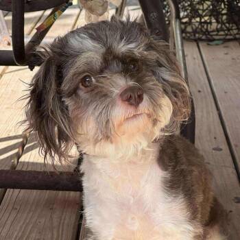 Rescue Shih Tzu Dogs for Adoption in Warren, Rhode Island - Tashi | PetCurious