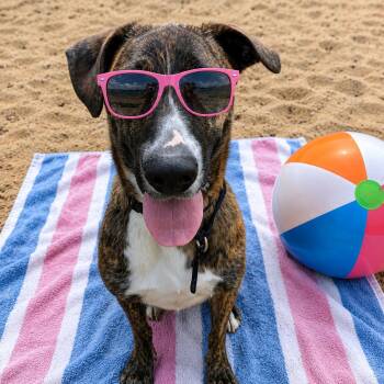 Zora -  Cattle Dog and Labrador Retriever Dog for Adoption in Leesburg, Alabama - Zora | PetCurious