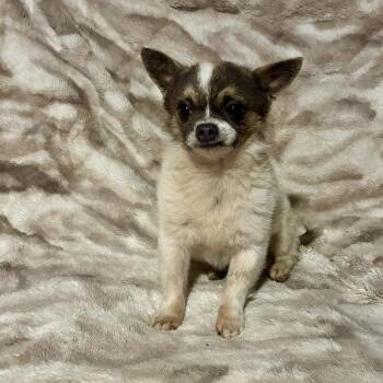 Bruce Leroy -  Pomeranian and Chihuahua Dog for Adoption in Pelham, New Hampshire - Bruce Leroy | PetCurious