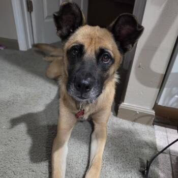 Flash -  German Shepherd Dog Dog for Adoption in Ferndale, Michigan - Flash | PetCurious