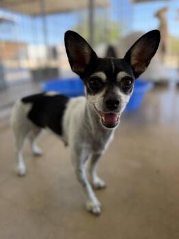 Peaches -  Chihuahua Dog for Adoption in Littlerock, California - Peaches | PetCurious