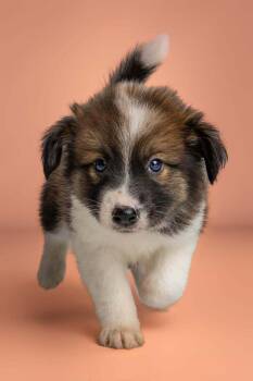 Bellini -  Rat Terrier Dog for Adoption in Wolcott, Connecticut - Bellini | PetCurious