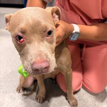 Sahara -  Weimaraner and Mixed Breed Dog for Adoption in Tampa, Florida - Sahara | PetCurious