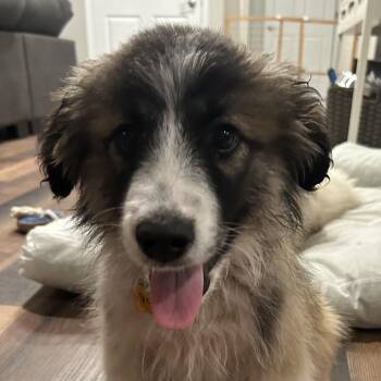 Great Pyrenees Dogs Available for Adoption - Yeti | PetCurious