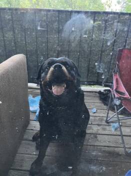 ZOE -  Rottweiler Dog for Adoption in Dallas, Texas - ZOE | PetCurious
