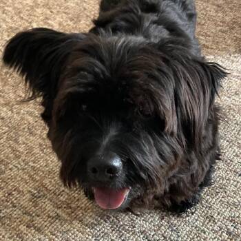 Wirehaired Terrier Dogs Available for Adoption - Tosh | PetCurious