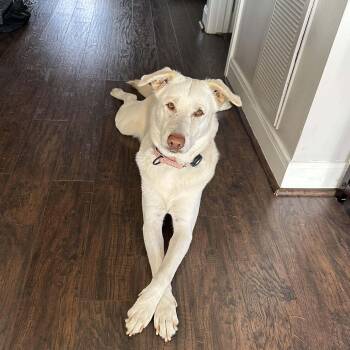 Labrador Retriever and Shepherd Dogs Available for Adoption - Mia | PetCurious