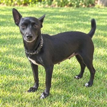 Lou Lou -  Chihuahua Dog for Adoption in Fairfield, Connecticut - Lou Lou | PetCurious