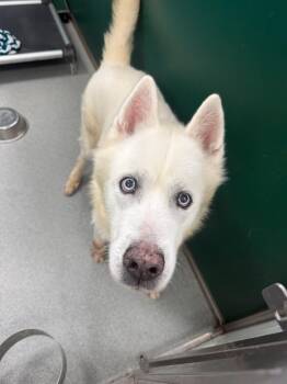 Angel -  Husky Dog for Adoption in Teterboro, New Jersey - Angel | PetCurious